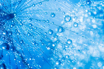 abstract dandelion flower seeds with water drops background