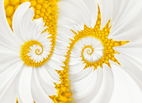 chamomile flower infinity spiral