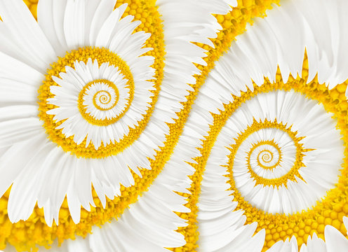 chamomile flower infinity spiral