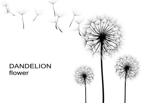 dandelion flower  on a white background, silhouette