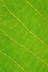 Green leaf texture