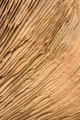 Fototapeta premium Closeup of mushroom gills with spores. Not edible.