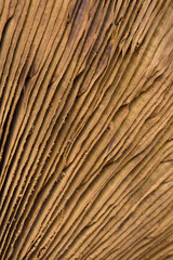 Closeup of mushroom gills with spores. Not edible.