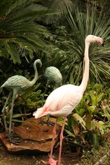 Flamingo