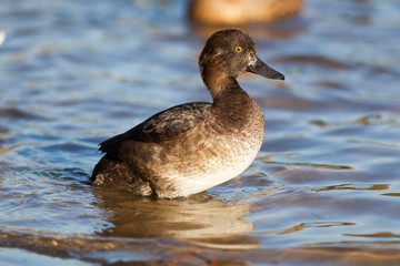Aythya fuligula, Tufted Duck.
