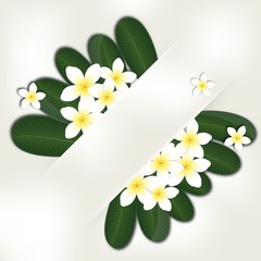 Plumeria_ flower background