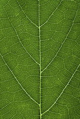Green leaf texture