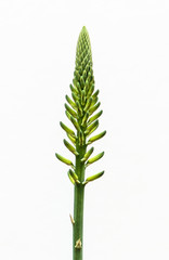 Blossoming of an Aloe Vera plant closeup