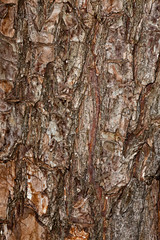 Tree bark