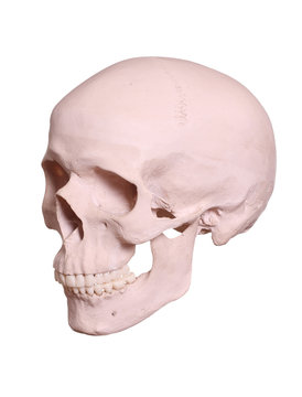 isolated cranium