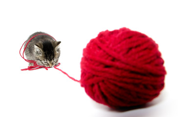 cute tabby kitten with yarn