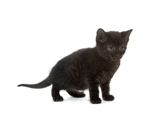 Cute black kitten