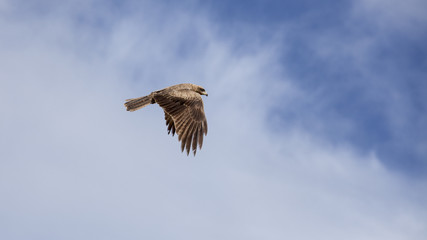 Hawk