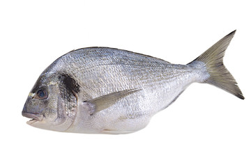 Poisson de mer -  Dorade grise