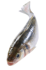 Bar ou Loup - Poisson de mer