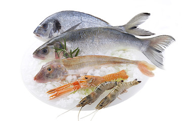 Poissons  et crustacés sur lit de glace