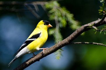 Male American Goldfinch Perched in a Tree