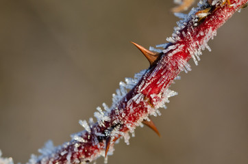 Frost Covered Thorn