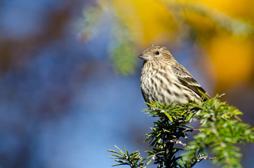 Pine Siskin Perched on Evergreen Tree