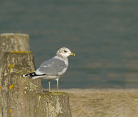 Fototapeta premium Common Gull