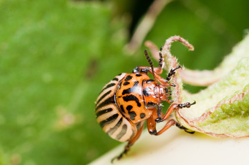 Colorado Potato Beetle on eggplant