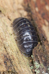 Woodlouse, extreme macro close-up with high magnification