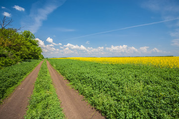 Rural road with fields of canola