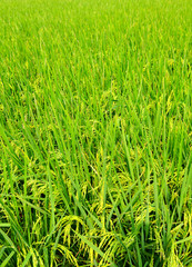 Paddy Rice