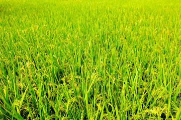 Paddy Rice