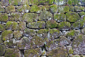Moss on a Stone Wall