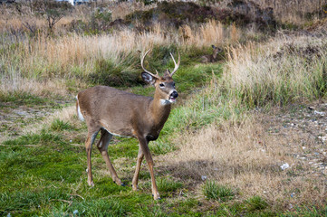 Young Buck