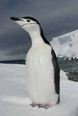 Fototapeta premium Antarctic penguin on the background of the ocean and ice.