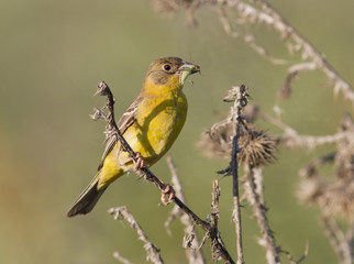 Female Black-headed Bunting with grasshopper in its beak.