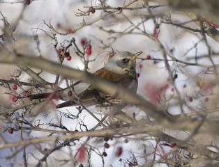 Fieldfare Blackbird sitting in a hawthorn bush.