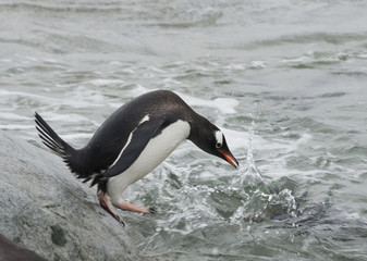 Fototapeta premium Gentoo penguin before jumping into the water.