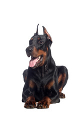 Doberman dog portrait