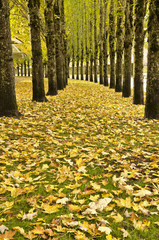 Fall color in nike campus