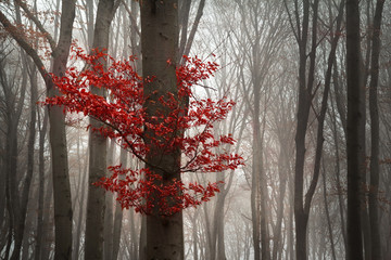 Panele Szklane Podświetlane  Mglisty jesienny poranek w lesie