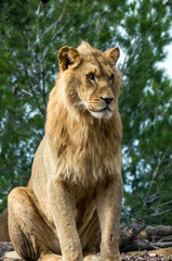Fototapeta na wymiar Piękny lew parku polowania