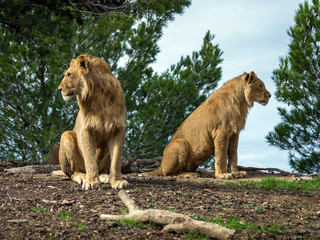 Fototapeta na wymiar Piękne lwy w parku safari