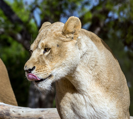 Beautiful lion in safari park