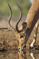 Male Impala drinking water (aepyceros melampus) Botswana