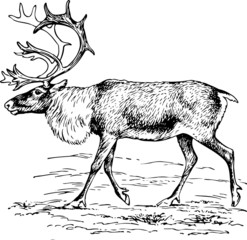 Deer rangifer tarandus