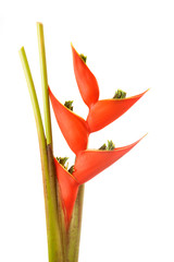 Heliconia flower