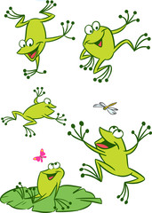 Fototapeta premium few frogs