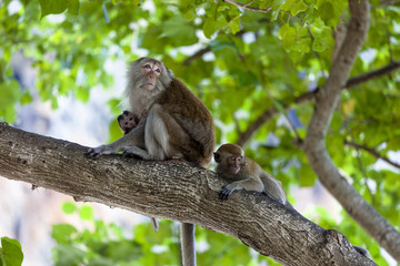 Rhesusaffe (Macaca mulatta) mit Jungtier
