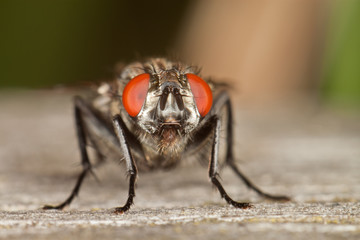 Flesh Fly