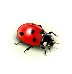 Vector ladybug, isolated on white background