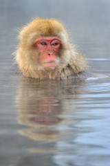 Japanese Macaque in hot spring.