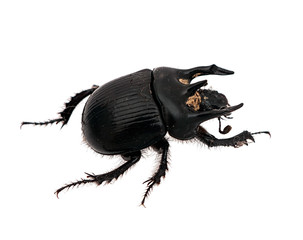 Minotaur Beetle - Typhaeus typhoeus, isolated